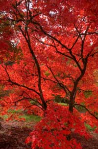 Fall Foliage