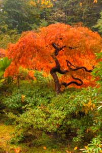 Portland Japanese Garden