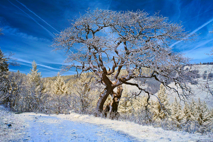 Oregon Oak Trees