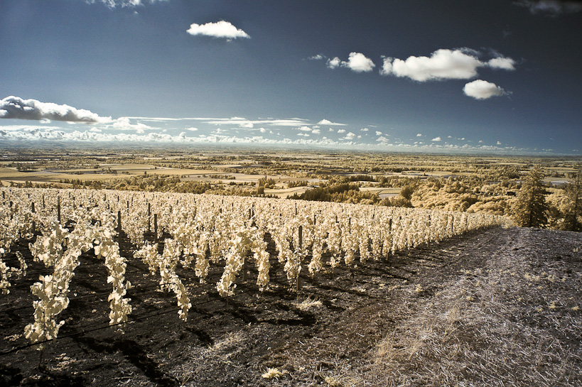 Vinyard and Willamette Valley