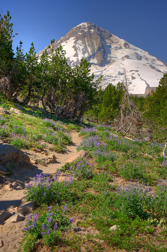 Mt. Hood from Cooper Spur