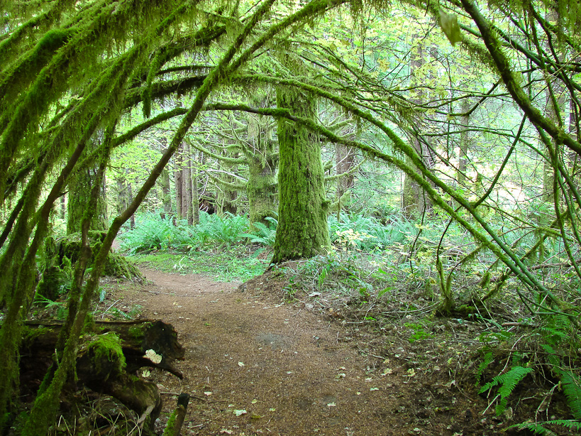 Brush Arches