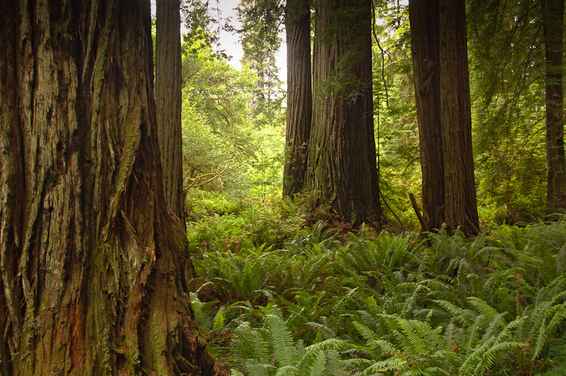 Jedediah Smith Redwoods