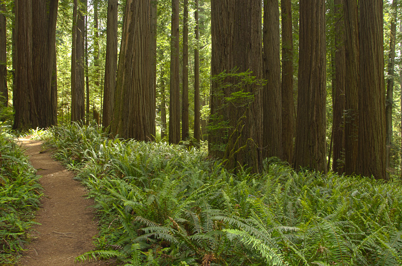 Jedediah Smith Redwoods