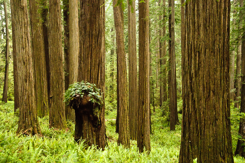 Jedediah Smith Redwoods