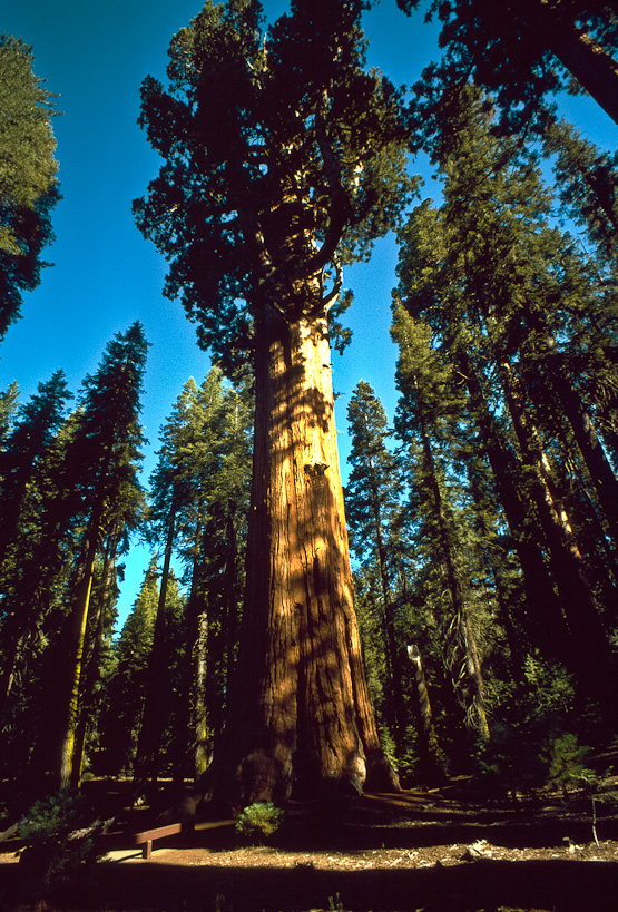 Giant Sequoia