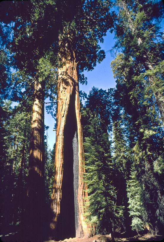Giant Sequoia