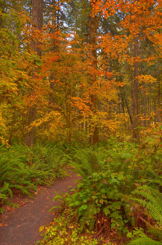 Delta Old Growth Area