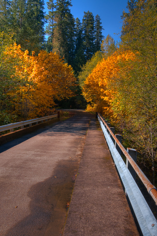 Fall Colors along Aufderheide Memorial Drive