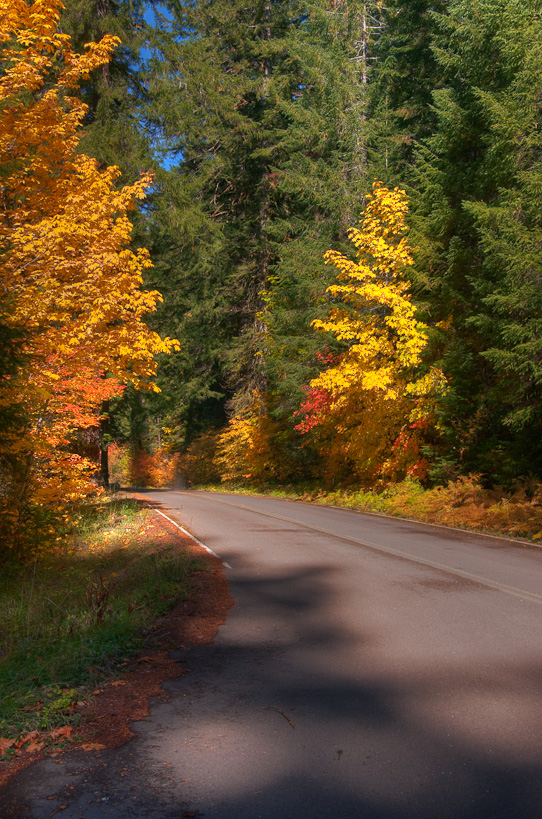 Fall Colors along Aufderheide Memorial Drive