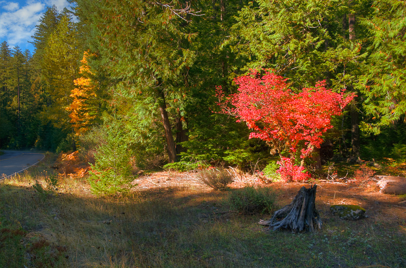 Fall Colors along Aufderheide Memorial Drive