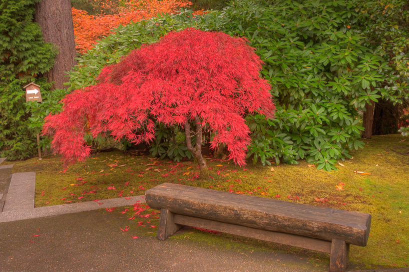 Japanese Maple