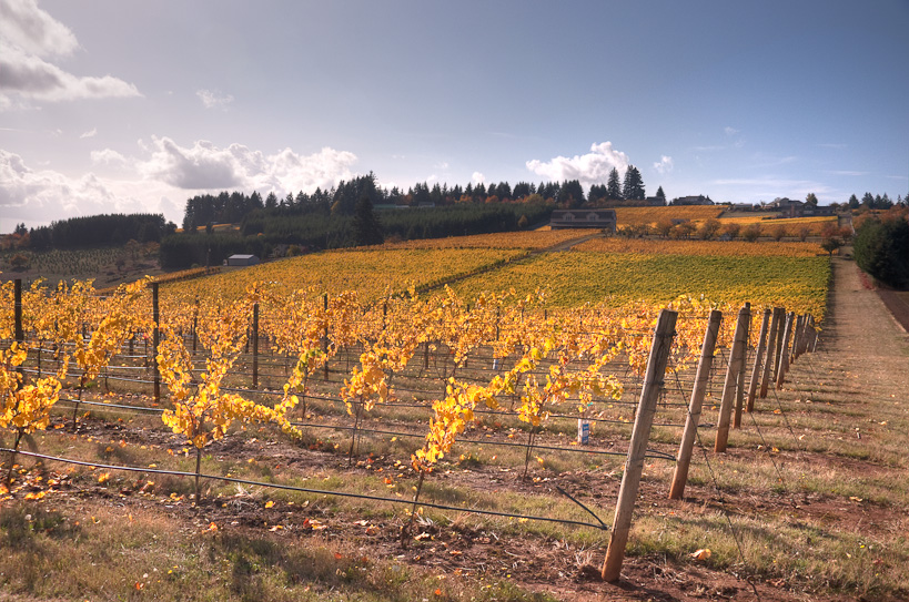 Vinyard in Amity Hills