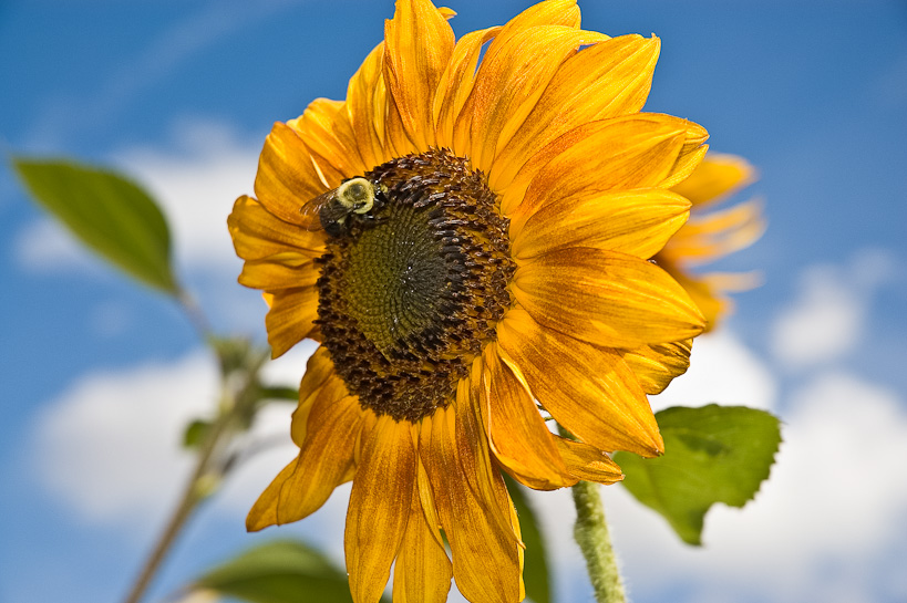 Sunflower with Bee