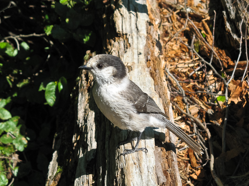 Gray Jay