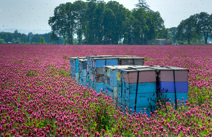 Bees in Red Clover