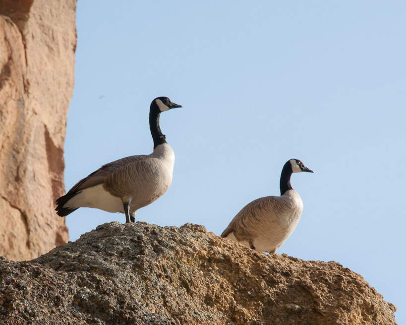 Canadian Geese