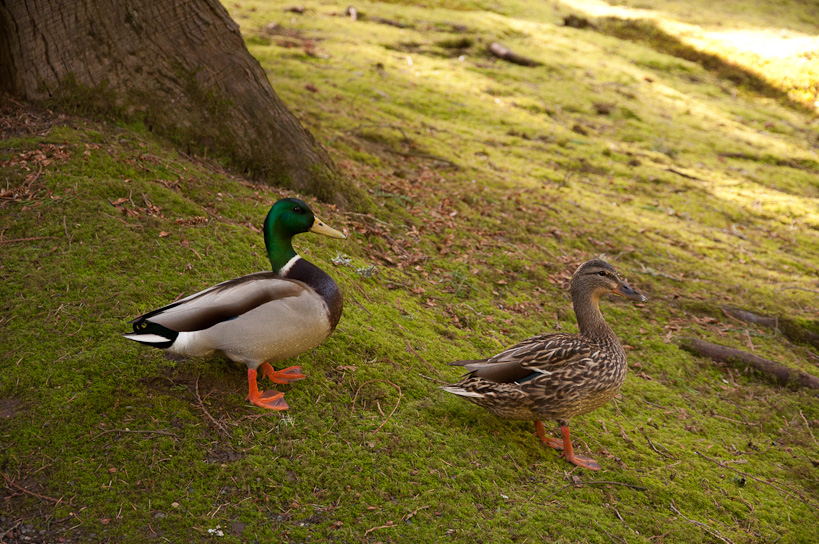 Mallard Pair, Portland Japanese Garden