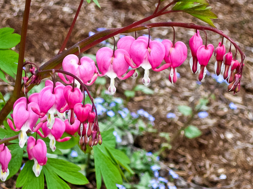 Dicentra