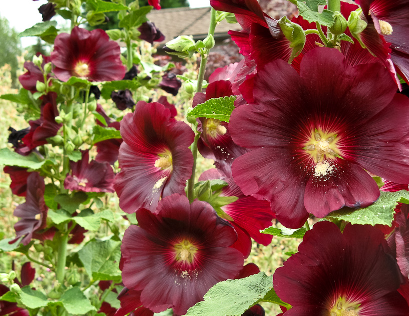 Hollyhocks