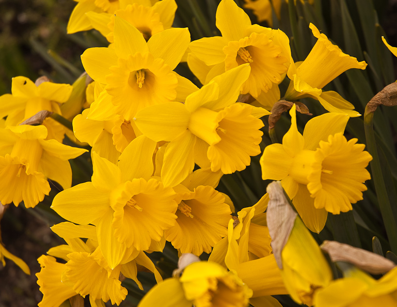 Daffodils