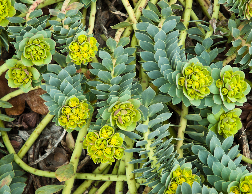 Sedum