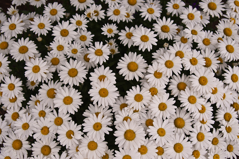 Shasta Daisies