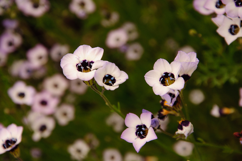 Catchfly