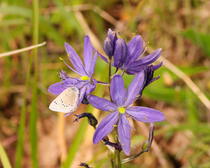 Camas and Butterfly.  Basket Slough Wildlife Refuge