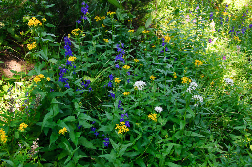 Wildflowers