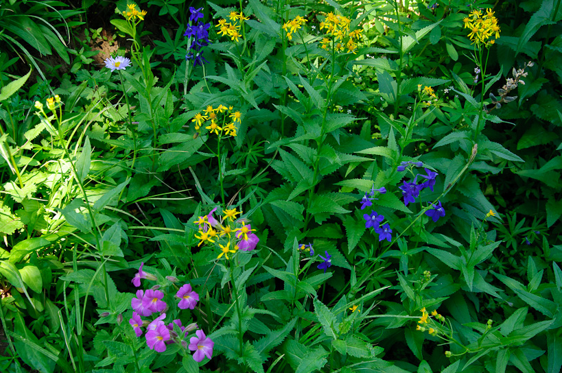 Wildflowers