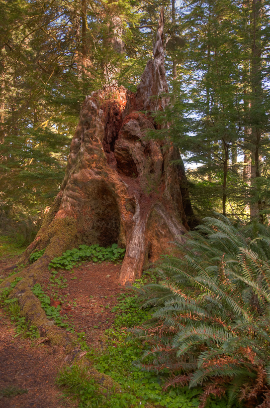 Cape Perpetua, Cook's Ridge Trail