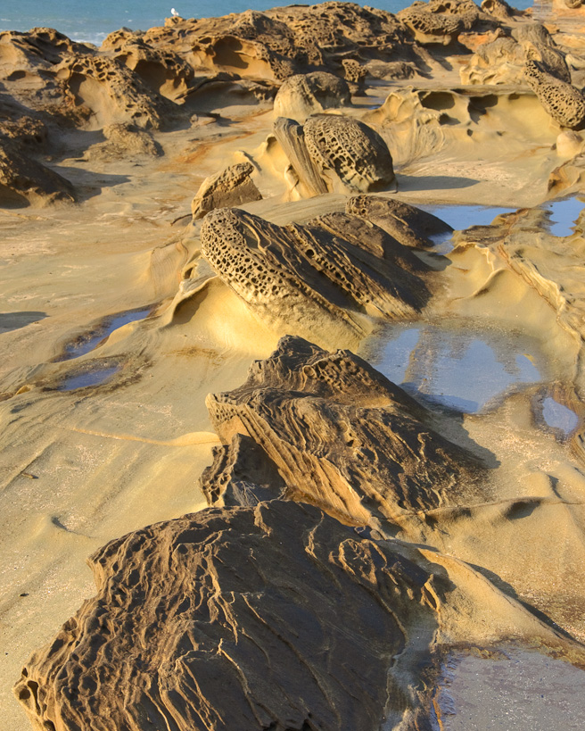 Shore Acres State Park