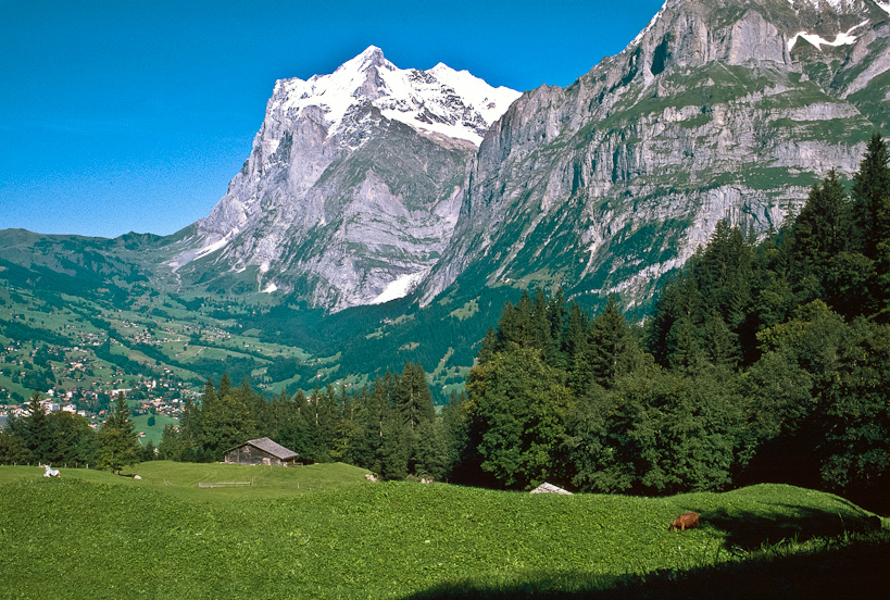 Wetterhorn, Grindelwald & Cow